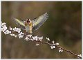 Chardonner et  atterrissage